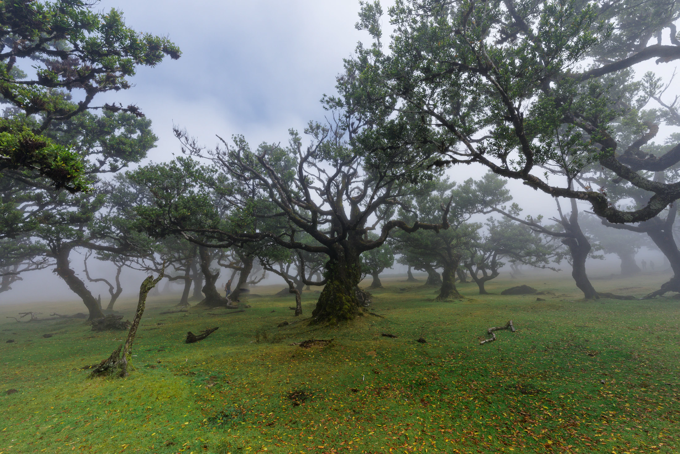 Ancient laurel trees in the mist at Fanal, Madeira